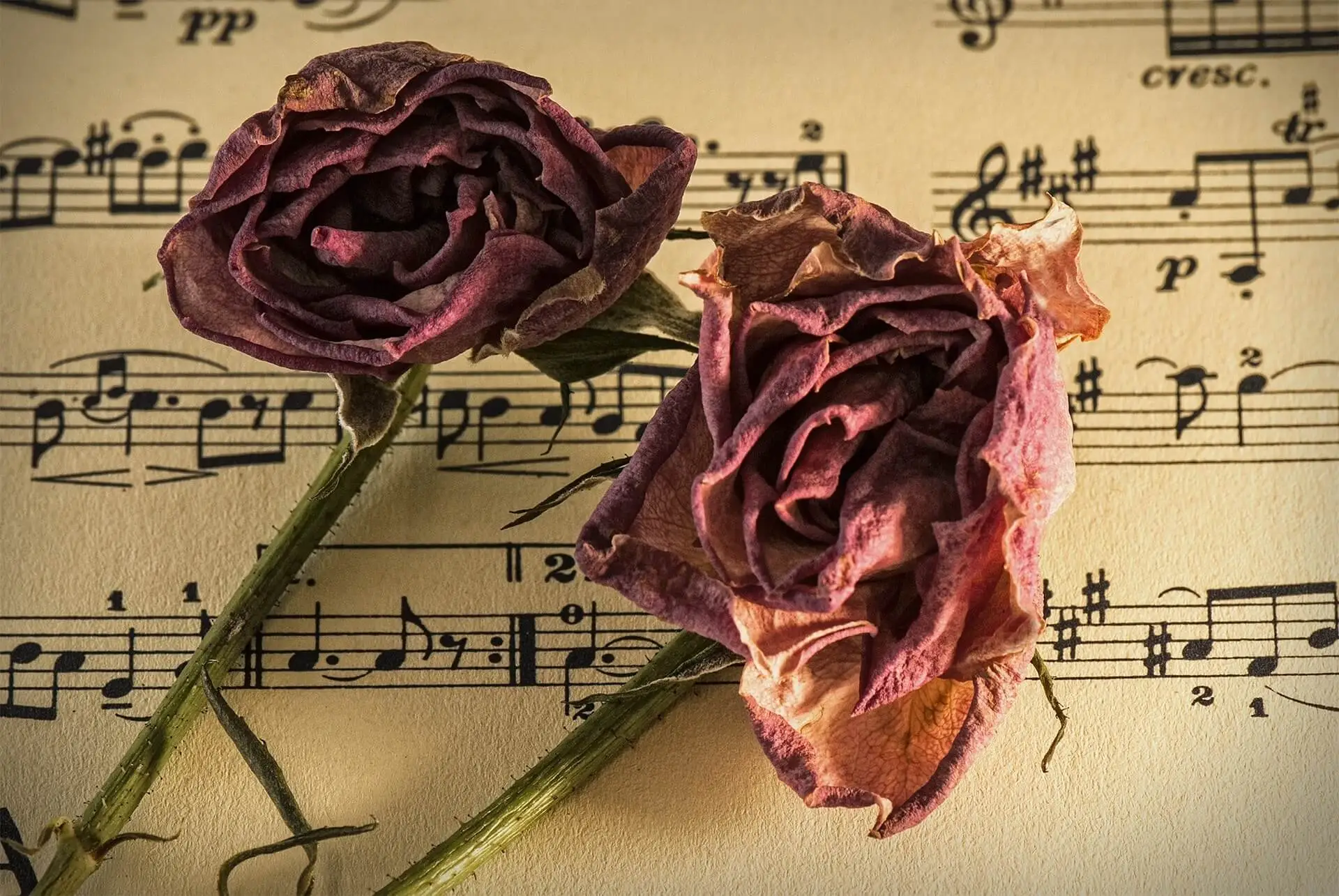 A rose on some manuscript